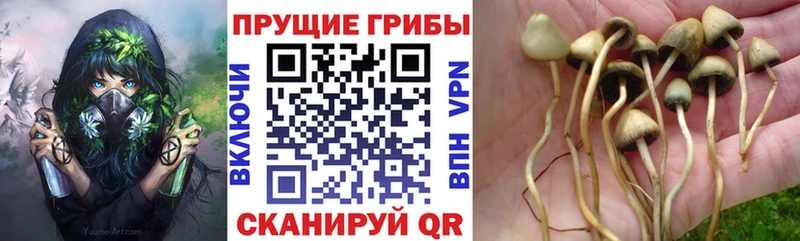 гидра ССЫЛКА  Строитель  Псилоцибиновые грибы мухоморы 